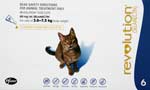 Revolution Flea and Heartworm Control Blue Box For Cats 2.6 to 7.5kg 6 Pack 
